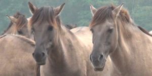 Pferde Doku – Pferde in der Wildnis