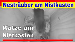 Katze am Nistkasten – Nesträuber in der Nacht